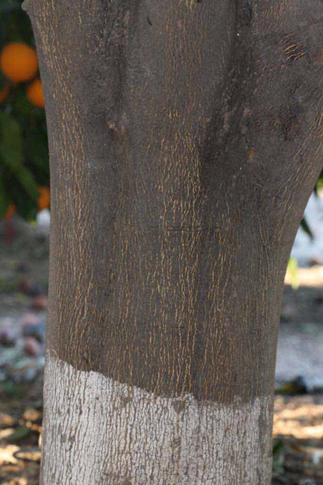              Bark (Riverside, CA)       